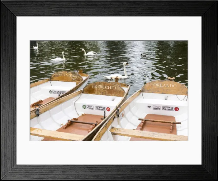 Framed Print : Swans, and rowing boats named after Shakespearean characters on the River Avon at Stratford-upon-Avon, Warwickshire, England Framed Print : Swans, and rowing boats named after Shakespearean characters on the River Avon at Stratford-upon-Avon, Warwickshire, England