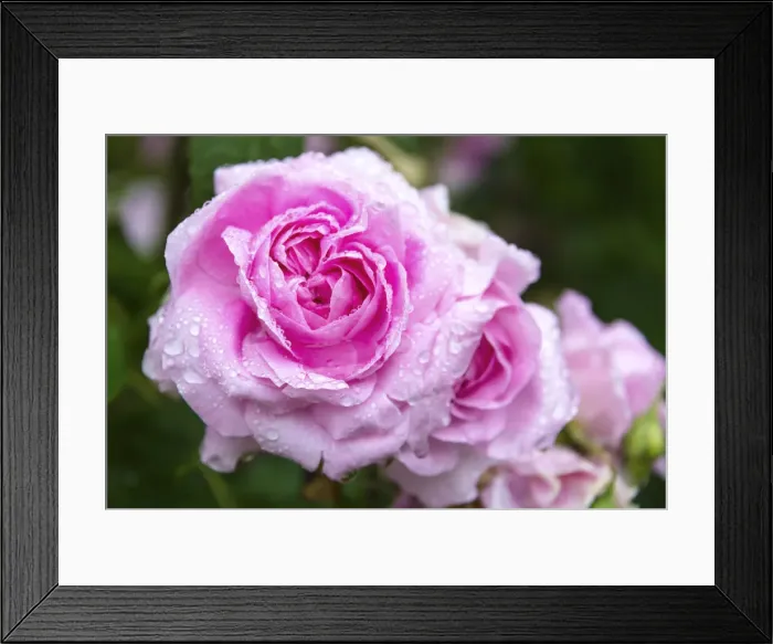 Framed Print : Roses in the Jephson Gardens, Leamington Spa, Warwickshire, England