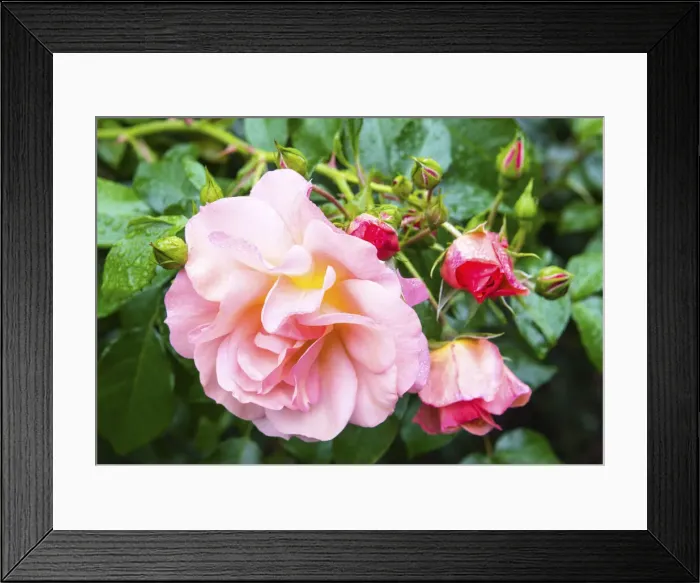 Framed Print : Roses at the Borde Hill Garden, a Grade II listed garden in Sussex, England Framed Print : Roses at the Borde Hill Garden, a Grade II listed garden in Sussex, England