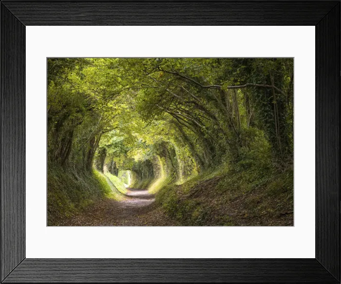 Framed Print : Tunnel of Trees, or Mill Lane, near Halnaker village, leading to Halnaker Windmill, West Sussex, England Framed Print : Tunnel of Trees, or Mill Lane, near Halnaker village, leading to Halnaker Windmill, West Sussex, England