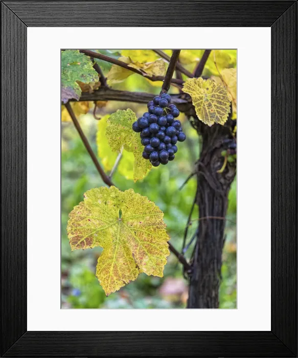 Framed Print : A vineyard near Halnaker, West Sussex, England Framed Print : A vineyard near Halnaker, West Sussex, England