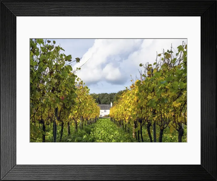 Framed Print : Vineyards near Halnaker, West Sussex, England Framed Print : Vineyards near Halnaker, West Sussex, England