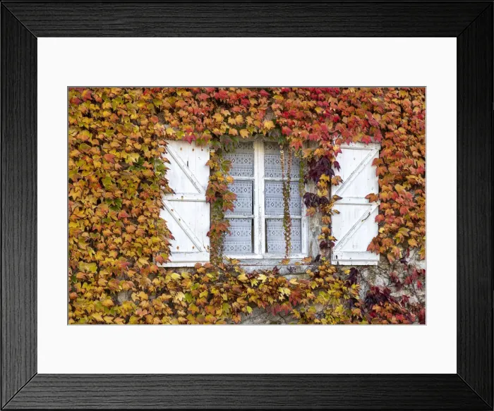 Framed Print : A traditional french window surrounded by ivy in the autumn, Carennac, Lot, Occitanie, France Framed Print : A traditional french window surrounded by ivy in the autumn, Carennac, Lot, Occitanie, France