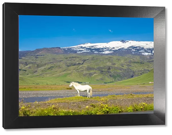 White Icelandic horse with snowcapped Eyjafjallajokull volcano in background, Skogar, Rangarping eystra, Southern Region, Iceland