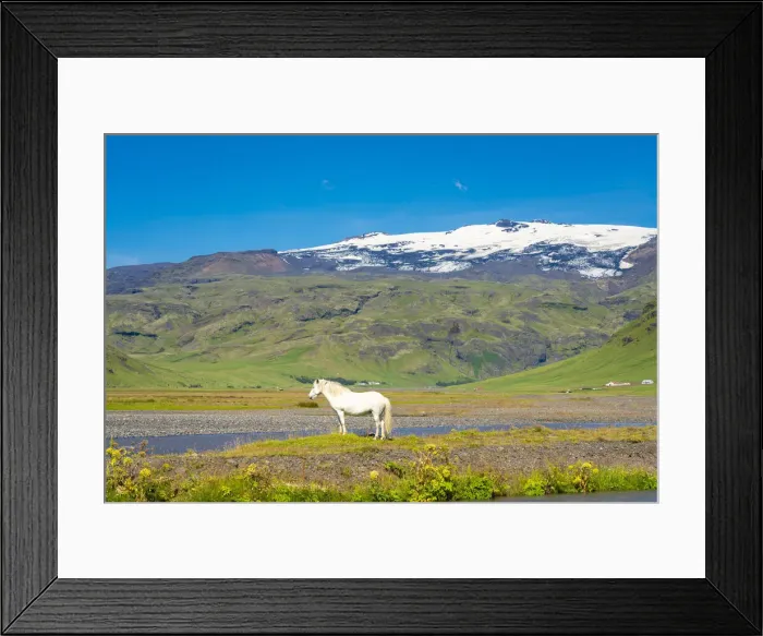 Framed Print : White Icelandic horse with snowcapped Eyjafjallajokull volcano in background, Skogar, Rangarping eystra, Southern Region, Iceland Framed Print : White Icelandic horse with snowcapped Eyjafjallajokull volcano in background, Skogar, Rangarping eystra, Southern Region, Iceland