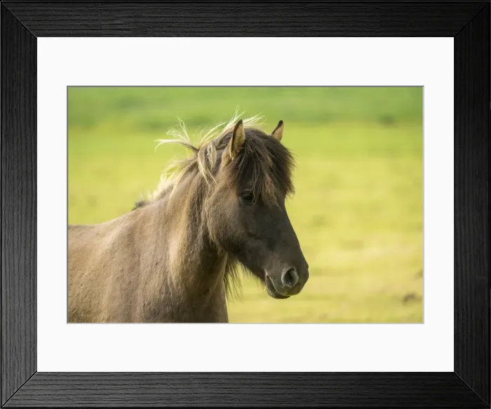 Framed Print : Close-up of Icelandic horse near Keflavik, Reykjanesbaer, Reykjanes Peninsula, Iceland Framed Print : Close-up of Icelandic horse near Keflavik, Reykjanesbaer, Reykjanes Peninsula, Iceland