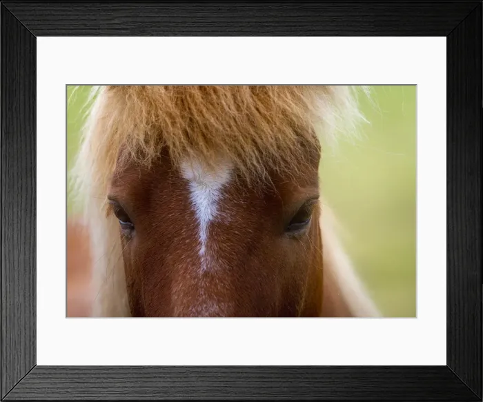 Framed Print : Close-up of head of Icelandic horse near Keflavik, Reykjanesbaer, Reykjanes Peninsula, Iceland Framed Print : Close-up of head of Icelandic horse near Keflavik, Reykjanesbaer, Reykjanes Peninsula, Iceland