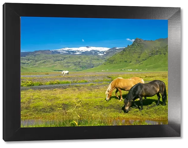 Icelandic horses with snowcapped Eyjafjallajokull volcano in background, Skogar, Rangarping eystra, Southern Region, Iceland
