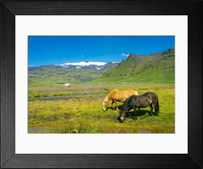 Framed Print : Icelandic horses with snowcapped Eyjafjallajokull volcano in background, Skogar, Rangarping eystra, Southern Region, Iceland