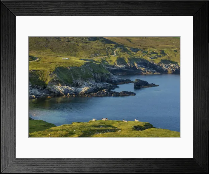 Framed Print : Ireland, Co. Donegal, Port (An Port), Sheep in field Framed Print : Ireland, Co. Donegal, Port (An Port), Sheep in field