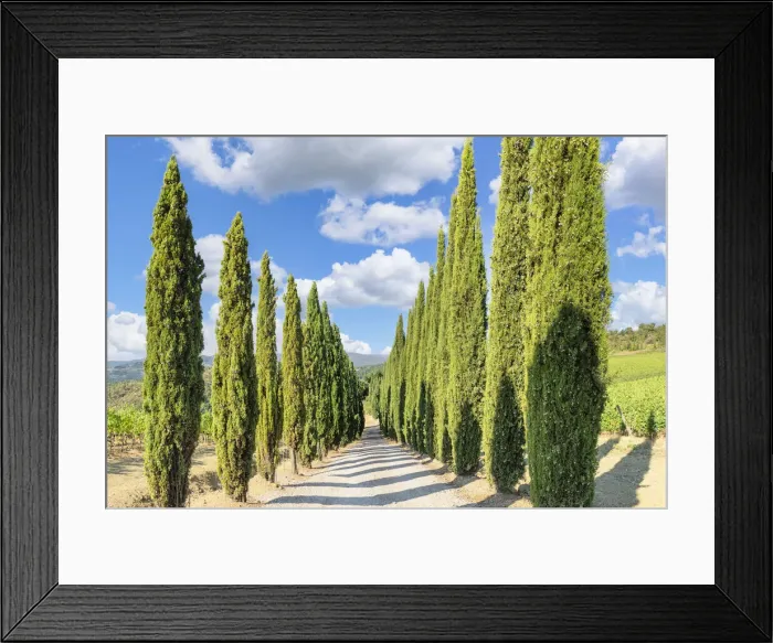 Framed Print : Cypresses avenue in the vineyards near Radda in Chianti, Chianti, Firenze District, Tuscany, Italy Framed Print : Cypresses avenue in the vineyards near Radda in Chianti, Chianti, Firenze District, Tuscany, Italy