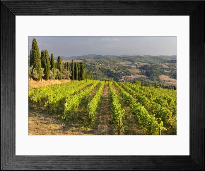 Framed Print : Weinberge bei Volpaia, bei Radda in Chianti, Chianti, Provinz Siena, Toskana, Italien Framed Print : Weinberge bei Volpaia, bei Radda in Chianti, Chianti, Provinz Siena, Toskana, Italien