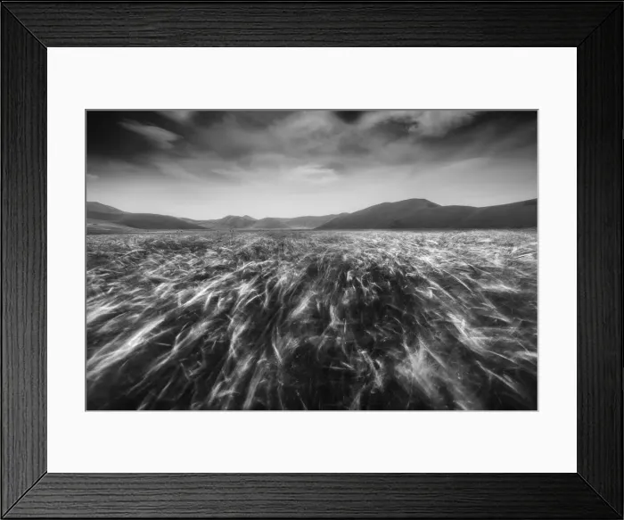 Framed Print : A monochromatic capture taken during a windy afternoon in Castelluccio di Norcia, Umbria, Italy, when the crop was almost ready to be harvested Framed Print : A monochromatic capture taken during a windy afternoon in Castelluccio di Norcia, Umbria, Italy, when the crop was almost ready to be harvested
