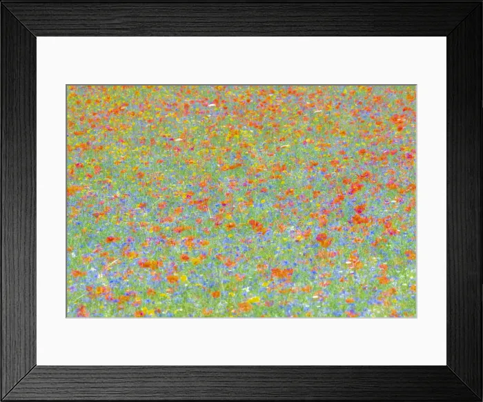Framed Print : A colorful abstract of the famous flowering of Castelluccio di Norcia, where in July you can see poppies, lentils and cornflowers Framed Print : A colorful abstract of the famous flowering of Castelluccio di Norcia, where in July you can see poppies, lentils and cornflowers