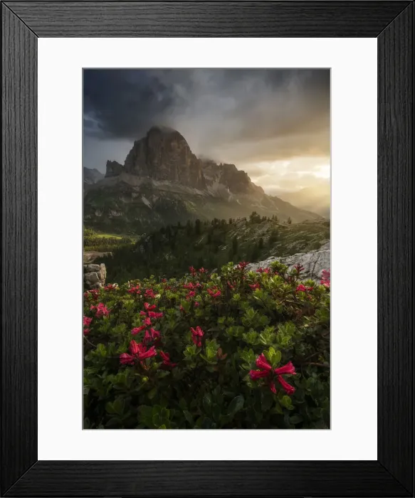 Framed Print : Rhododendron flowers and the Tofane mountains in the Italian Dolomites during a stormy summer morning Framed Print : Rhododendron flowers and the Tofane mountains in the Italian Dolomites during a stormy summer morning