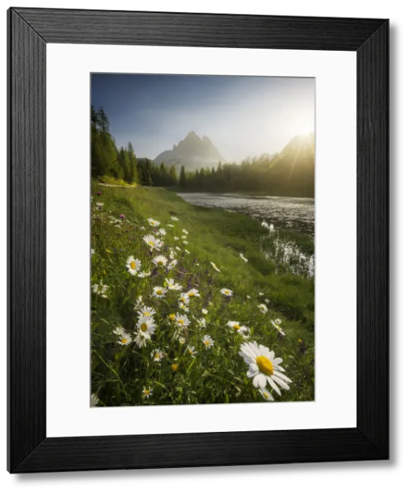 Framed Print : The Antorno Lake and some daisies catching the first sun rays during a hazy summer morning, with the Tre Cime di Lavaredo in the background. Italian Dolomites Framed Print : The Antorno Lake and some daisies catching the first sun rays during a hazy summer morning, with the Tre Cime di Lavaredo in the background. Italian Dolomites