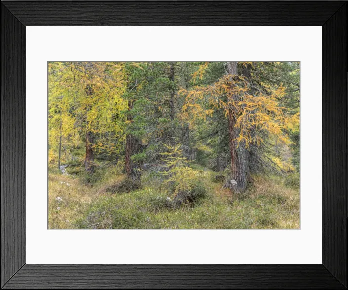 Framed Print : A pine and larch forest near the Cinque Torri in the Italian Dolomites is starting to take the foliage colors Framed Print : A pine and larch forest near the Cinque Torri in the Italian Dolomites is starting to take the foliage colors