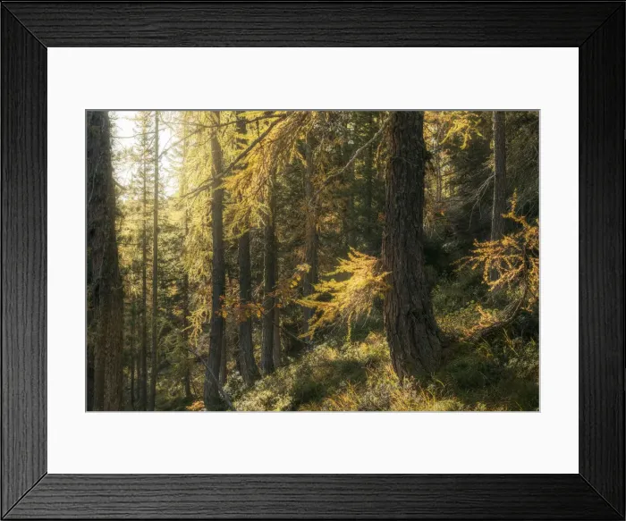 Framed Print : An old larch bathed in the morning light, with the needles taking their typical golden colors in autumn. Dolomites, Italy Framed Print : An old larch bathed in the morning light, with the needles taking their typical golden colors in autumn. Dolomites, Italy