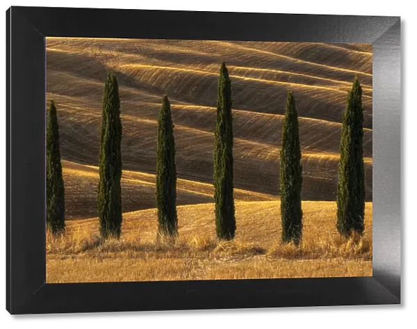 A few cypress trees and some rolling hills behind taking the last light of the day at the Podere Baccoleno, in Tuscany, Italy