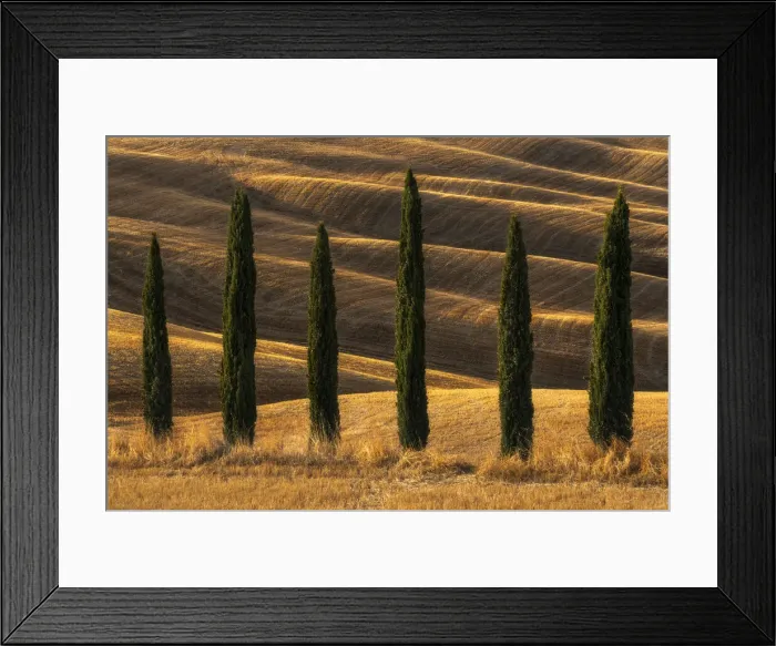 Framed Print : A few cypress trees and some rolling hills behind taking the last light of the day at the Podere Baccoleno, in Tuscany, Italy Framed Print : A few cypress trees and some rolling hills behind taking the last light of the day at the Podere Baccoleno, in Tuscany, Italy