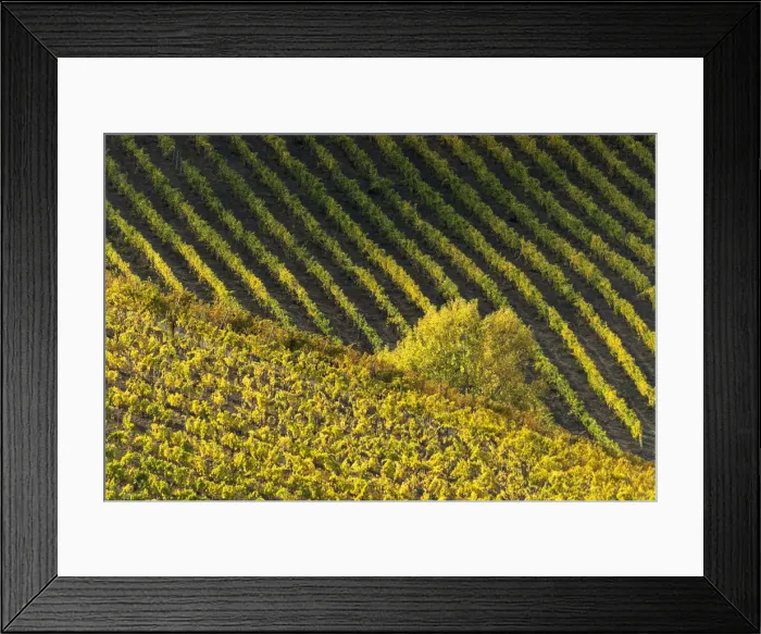 Framed Print : Vineyards during autumn provides endless patterns and textures, specially with a long telephoto lens. Captured near San Gimignano, Tuscany, Italy Framed Print : Vineyards during autumn provides endless patterns and textures, specially with a long telephoto lens. Captured near San Gimignano, Tuscany, Italy