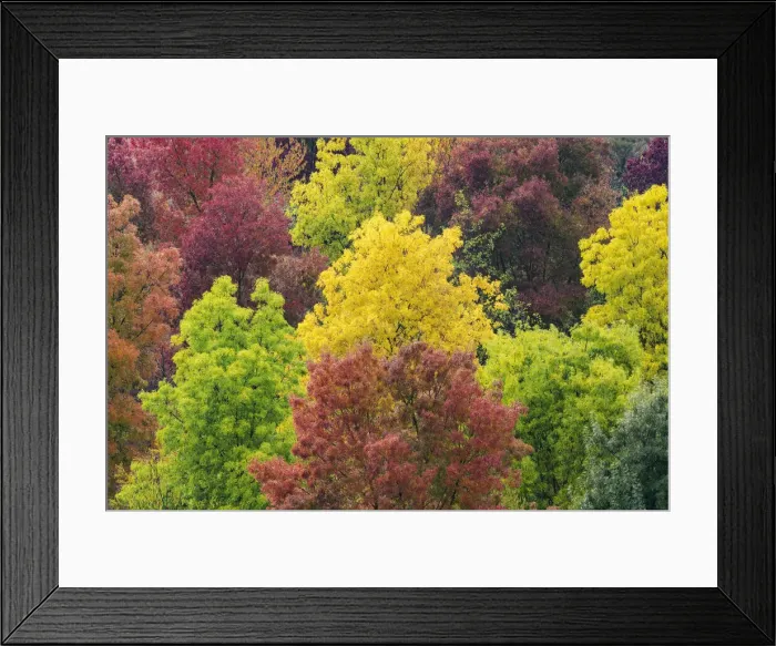 Framed Print : Some colorful trees textures taken near Asciano, in the heart of the Siena countryside (Crete Senesi). Tuscany, Italy Framed Print : Some colorful trees textures taken near Asciano, in the heart of the Siena countryside (Crete Senesi). Tuscany, Italy