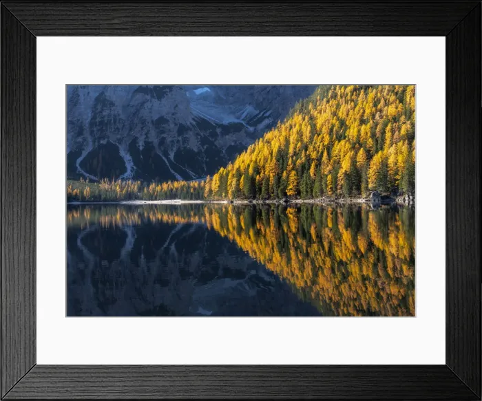 Framed Print : Larches and firs reflecting in the water of the Braies lake (Pragser Wildsee) on a calm autumn morning. Dolomites, Italy Framed Print : Larches and firs reflecting in the water of the Braies lake (Pragser Wildsee) on a calm autumn morning. Dolomites, Italy