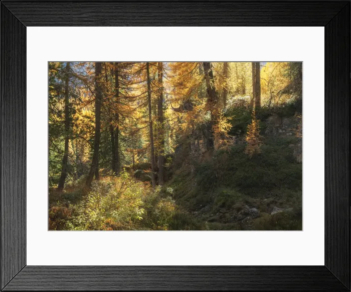 Framed Print : An intimate larch forest scene during the autumn foliage, not far from the Giau Pass in the Dolomites, Italy Framed Print : An intimate larch forest scene during the autumn foliage, not far from the Giau Pass in the Dolomites, Italy