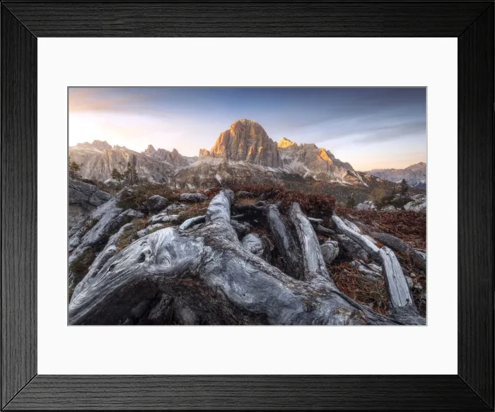 Framed Print : The majestic Tofane rising in the sky and taking the golden light at sunset with some roots in the foreground. Dolomites, Italy Framed Print : The majestic Tofane rising in the sky and taking the golden light at sunset with some roots in the foreground. Dolomites, Italy
