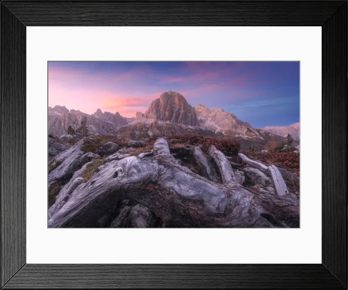 Framed Print : The majestic Tofane rising in the sky and taking the golden light at sunset with some roots in the foreground. Dolomites, Italy Framed Print : The majestic Tofane rising in the sky and taking the golden light at sunset with some roots in the foreground. Dolomites, Italy