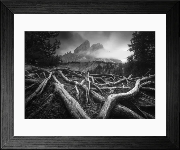 Framed Print : A gloomy autumn afternoon created the perfect scene for a black and white capture, with some old roots in the foregound and the Sass de Putia in the background. Passo delle Erbe, Dolomites, Italy