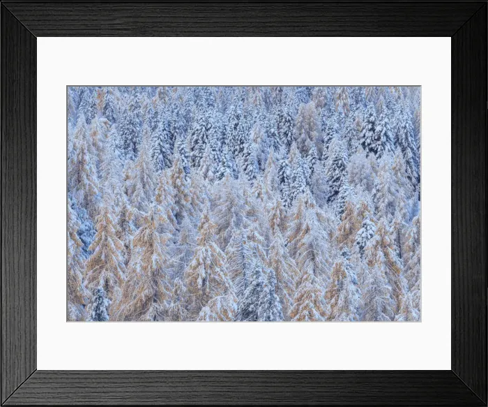 Framed Print : Two season colliding together: winter and autumn. This was the first snow of the year on firs and larches still during the foliage at Rolle Pass, in the Dolomites, Italy Framed Print : Two season colliding together: winter and autumn. This was the first snow of the year on firs and larches still during the foliage at Rolle Pass, in the Dolomites, Italy