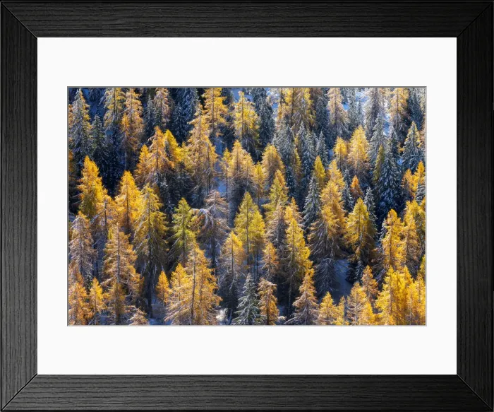 Framed Print : Two season colliding together: winter and autumn. This was the first snow of the year on firs and larches still during the foliage at Rolle Pass, in the Dolomites, Italy Framed Print : Two season colliding together: winter and autumn. This was the first snow of the year on firs and larches still during the foliage at Rolle Pass, in the Dolomites, Italy