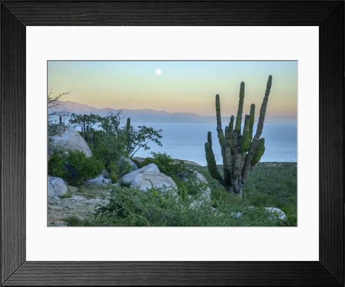 Framed Print : Mexico, Mexican, Baja California, Sur, El Sargento, Sea of Cortez, Isla Cerralvo at dawn Framed Print : Mexico, Mexican, Baja California, Sur, El Sargento, Sea of Cortez, Isla Cerralvo at dawn