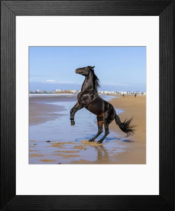 Framed Print : Marrakesh-Safi (Marrakesh-Tensift-El Haouz) region, Essaouira, a black Barb horse rears up on the beach near Essaouira Framed Print : Marrakesh-Safi (Marrakesh-Tensift-El Haouz) region, Essaouira, a black Barb horse rears up on the beach near Essaouira