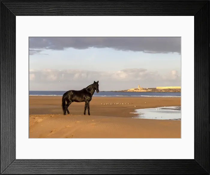 Framed Print : Marrakesh-Safi (Marrakesh-Tensift-El Haouz) region, Essaouira, a black Barb horse stands on the beach near Essaouira Framed Print : Marrakesh-Safi (Marrakesh-Tensift-El Haouz) region, Essaouira, a black Barb horse stands on the beach near Essaouira