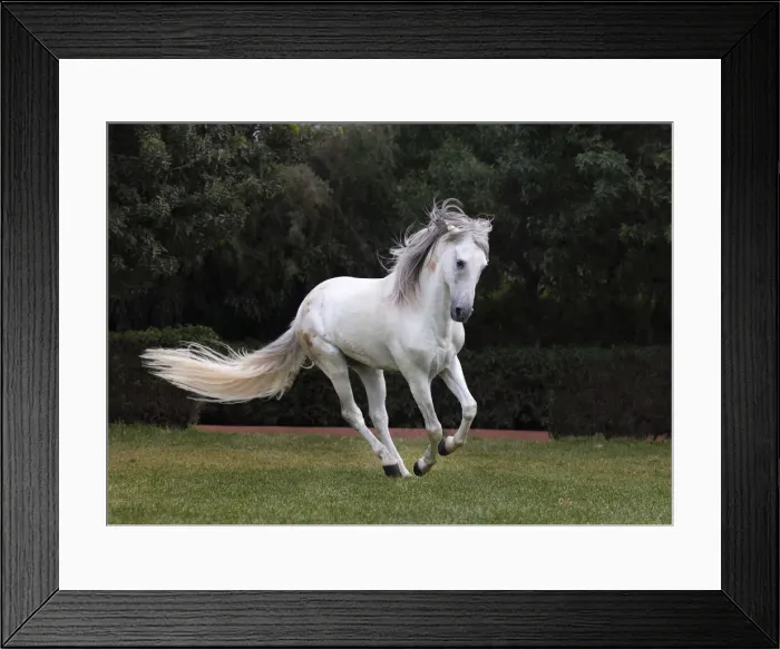 Framed Print : Marrakesh-Safi (Marrakesh-Tensift-El Haouz) region, Essaouira, a white Barb horse runs free Framed Print : Marrakesh-Safi (Marrakesh-Tensift-El Haouz) region, Essaouira, a white Barb horse runs free