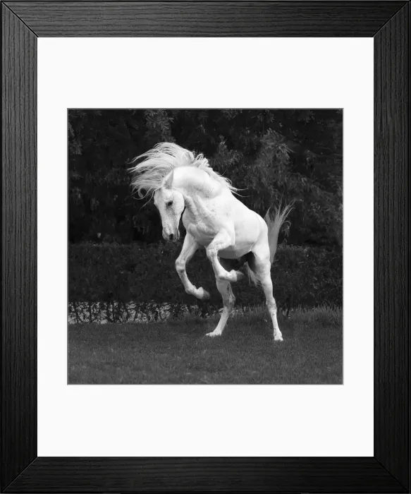 Framed Print : Marrakesh-Safi (Marrakesh-Tensift-El Haouz) region, Essaouira, a white Barb horse runs free Framed Print : Marrakesh-Safi (Marrakesh-Tensift-El Haouz) region, Essaouira, a white Barb horse runs free