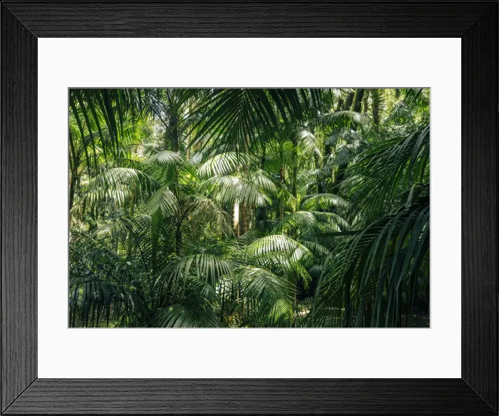 Framed Print : Lush Foliage, green palms and tropical vegetation. Azores, Portugal Framed Print : Lush Foliage, green palms and tropical vegetation. Azores, Portugal