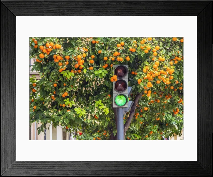 Framed Print : Orange tree in winter time in a street of Valencia, Valencian Community, Spain Framed Print : Orange tree in winter time in a street of Valencia, Valencian Community, Spain