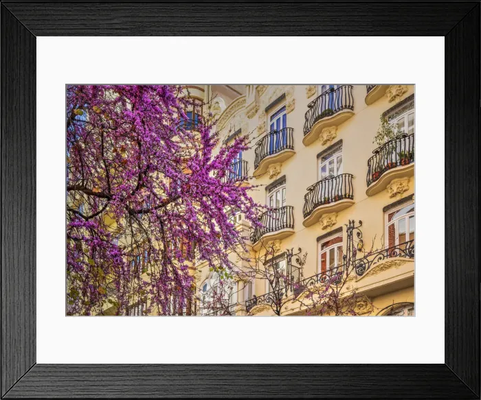 Framed Print : Blooming tree in a street of Valencia, Spain Framed Print : Blooming tree in a street of Valencia, Spain