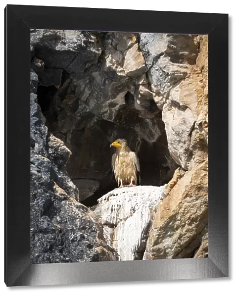Spain, Aragon, Huesca, Mont-Rebei, An example of Egyptian Vulture