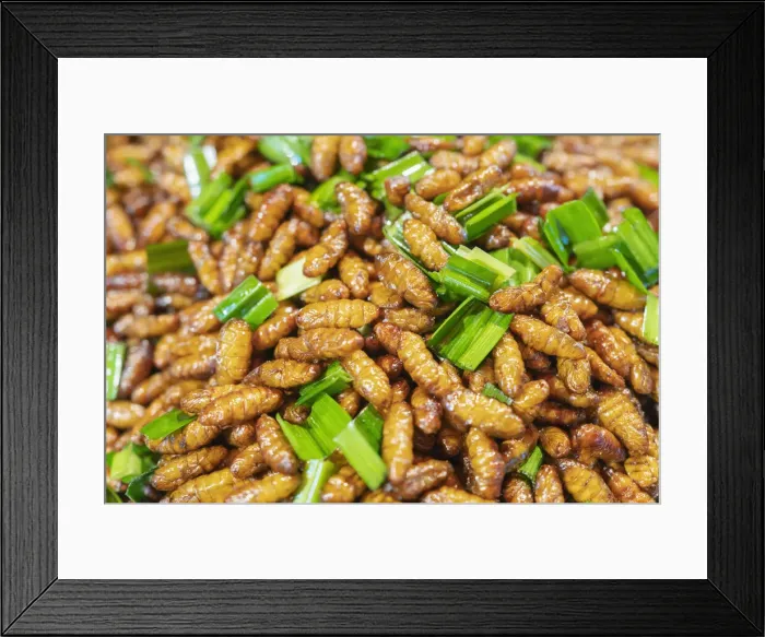 Framed Print : Thailand, Phra Nakhon Si Ayutthaya, Ayutthaya, deep fried silk worm pupae (Bombyx Mori) for sale in a Thai market Framed Print : Thailand, Phra Nakhon Si Ayutthaya, Ayutthaya, deep fried silk worm pupae (Bombyx Mori) for sale in a Thai market