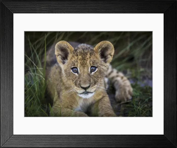 Framed Print : Lion cub, Liuwa Plain National Park, Zambia Framed Print : Lion cub, Liuwa Plain National Park, Zambia