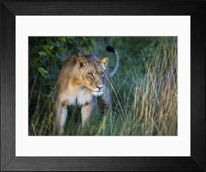 Framed Print : Lion in grassland, Liuwa Plain National Park, Zambia