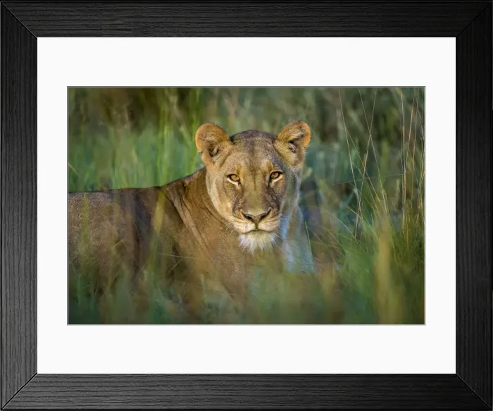 Framed Print : Lioness in grassland, Liuwa Plain National Park, Zambia Framed Print : Lioness in grassland, Liuwa Plain National Park, Zambia