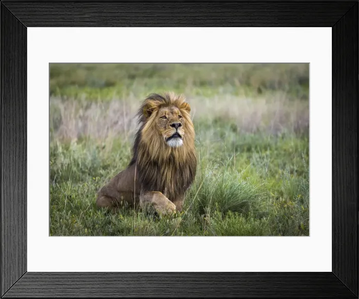 Framed Print : Adult male lion displaying full mane in grassland, Liuwa Plain National Park, Zambia Framed Print : Adult male lion displaying full mane in grassland, Liuwa Plain National Park, Zambia
