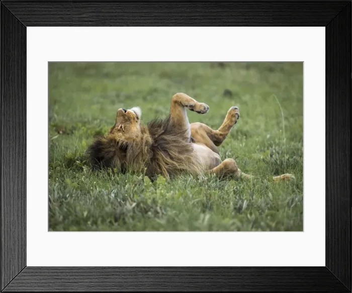 Framed Print : Adult male lion rolling on back in grassland, Liuwa Plain National Park, Zambia Framed Print : Adult male lion rolling on back in grassland, Liuwa Plain National Park, Zambia
