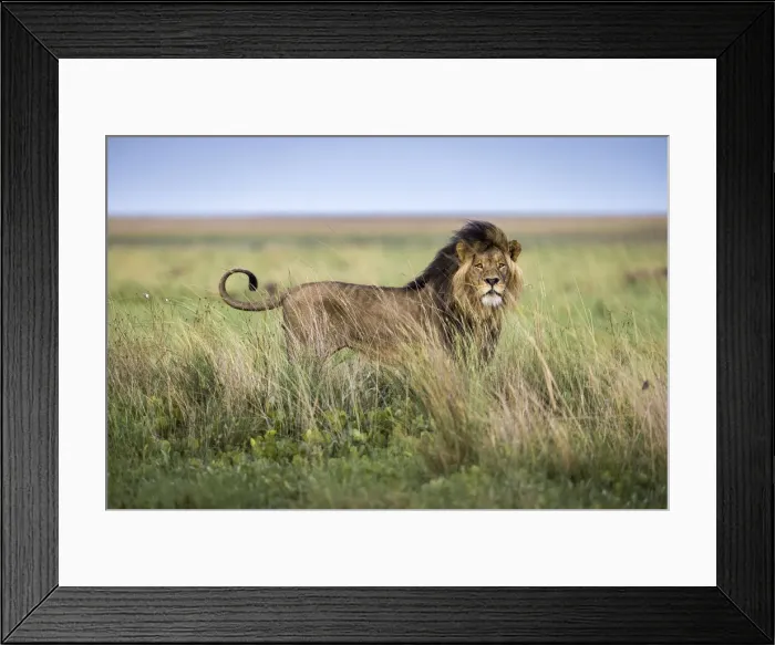 Framed Print : Adult male lion in grassland, Liuwa Plain National Park, Zambia Framed Print : Adult male lion in grassland, Liuwa Plain National Park, Zambia