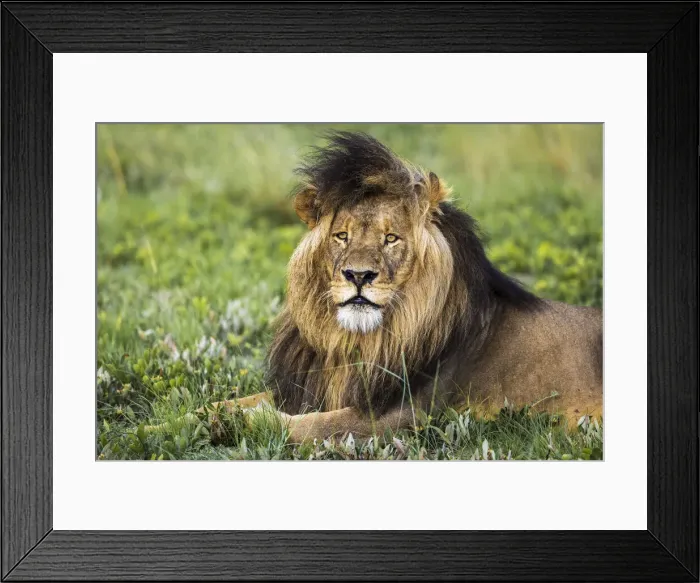 Framed Print : Adult male lion resting in grassland, Liuwa Plain National Park, Zambia